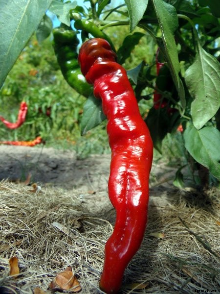 Bring on the Sizzle This Summer 8 New Hot Peppers for 2018