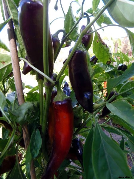 Bring on the Sizzle This Summer 8 New Hot Peppers for 2018