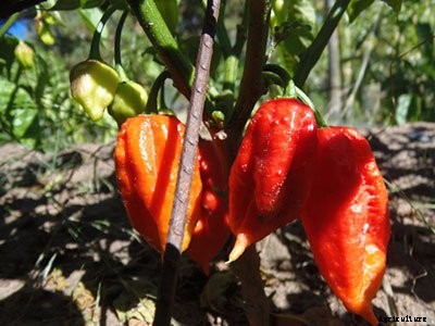Bring on the Sizzle This Summer 8 New Hot Peppers for 2018