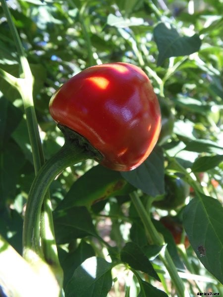 Bring on the Sizzle This Summer 8 New Hot Peppers for 2018