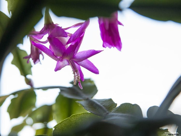 Christmas Cactus (Schlumbergera) Care Guide