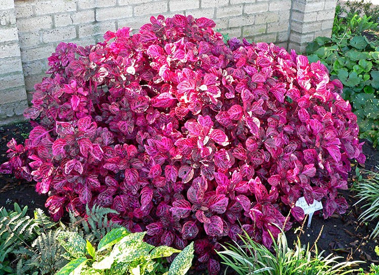 6 Perfect Plants For Your Window Boxes