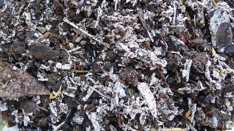 The Best Potting Soil: Choose The Right Potting Mix