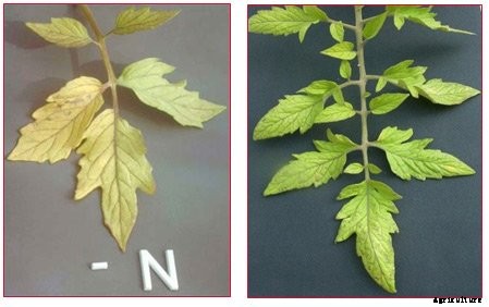 Plant Nutrients Explained: Everything You Ever Need To Know