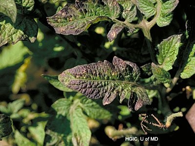 Plant Nutrients Explained: Everything You Ever Need To Know