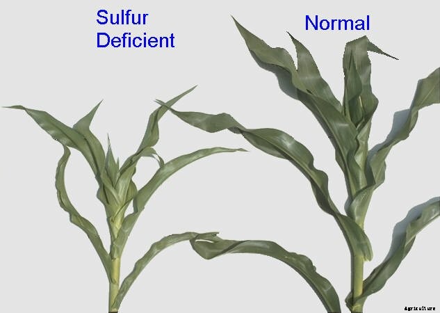 Plant Nutrients Explained: Everything You Ever Need To Know