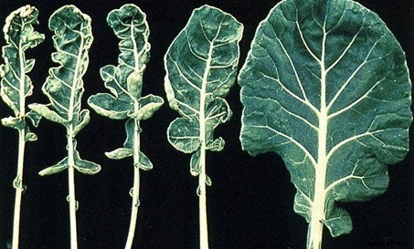 Plant Nutrients Explained: Everything You Ever Need To Know