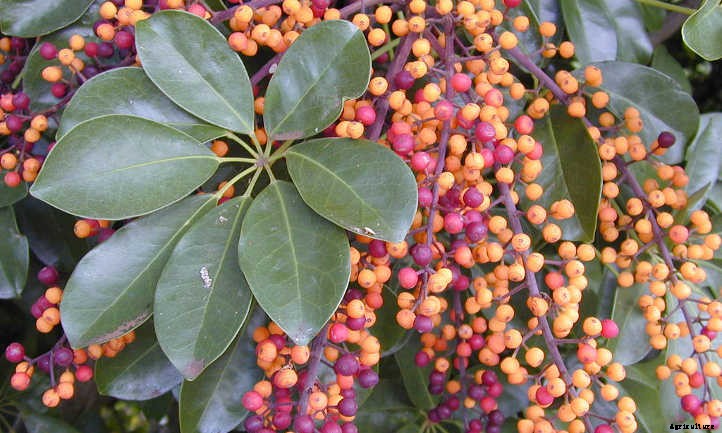 Umbrella Tree: The Best Ways To Grow Scheffleras