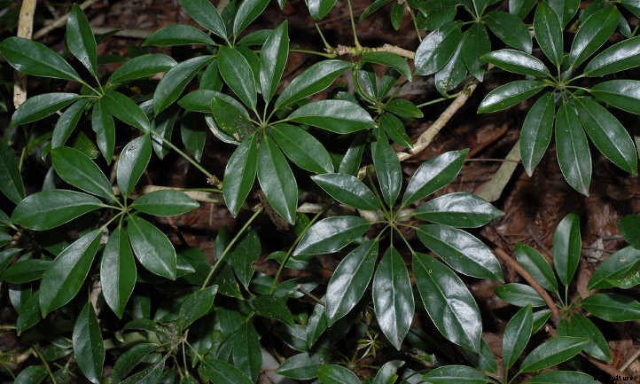 Umbrella Tree: The Best Ways To Grow Scheffleras
