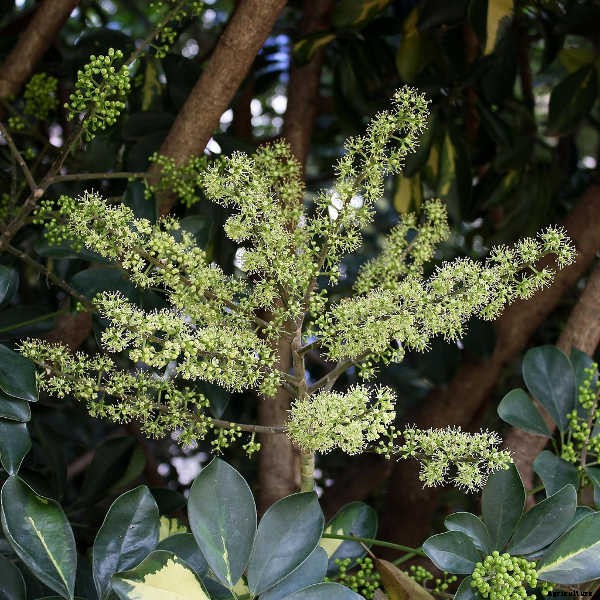 Umbrella Tree: The Best Ways To Grow Scheffleras