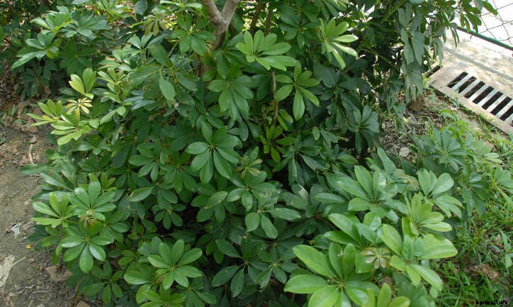 Umbrella Tree: The Best Ways To Grow Scheffleras