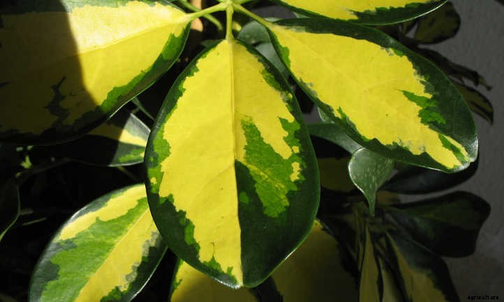 Umbrella Tree: The Best Ways To Grow Scheffleras