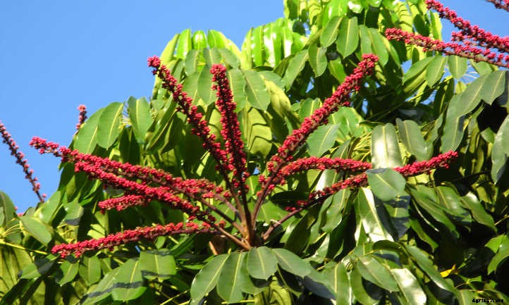 Umbrella Tree: The Best Ways To Grow Scheffleras