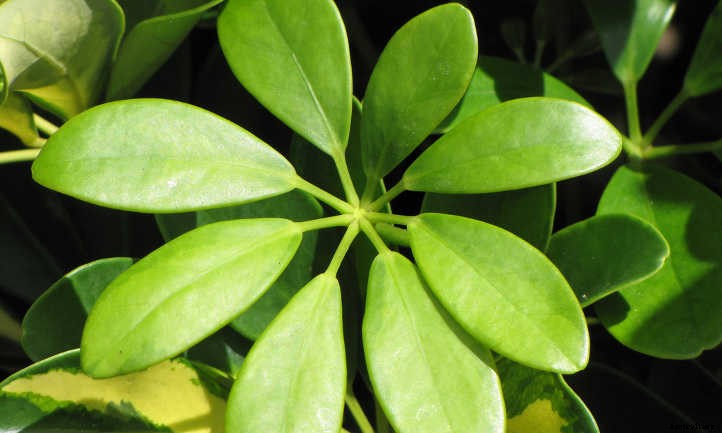 Umbrella Tree: The Best Ways To Grow Scheffleras