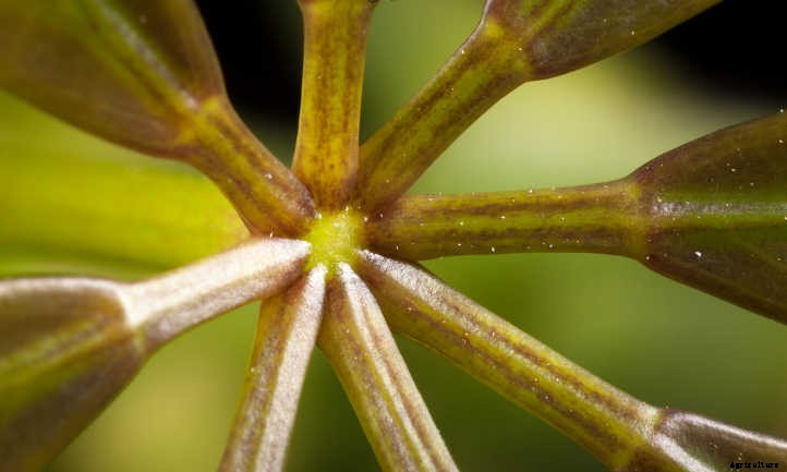 Umbrella Tree: The Best Ways To Grow Scheffleras