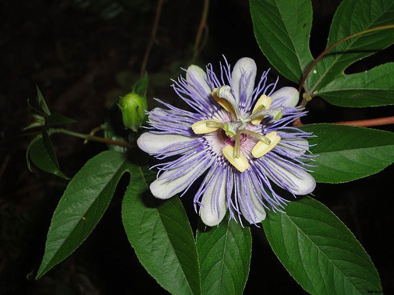 Purple Passion Flower (Passiflora Incarnata) Care and Benefits