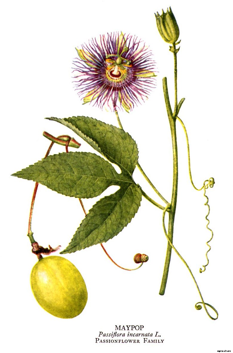 Purple Passion Flower (Passiflora Incarnata) Care and Benefits