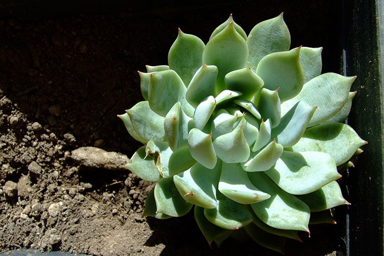 Top 6 Indoor Succulents and How to Care For Them