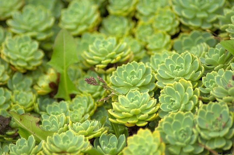 Top 6 Indoor Succulents and How to Care For Them