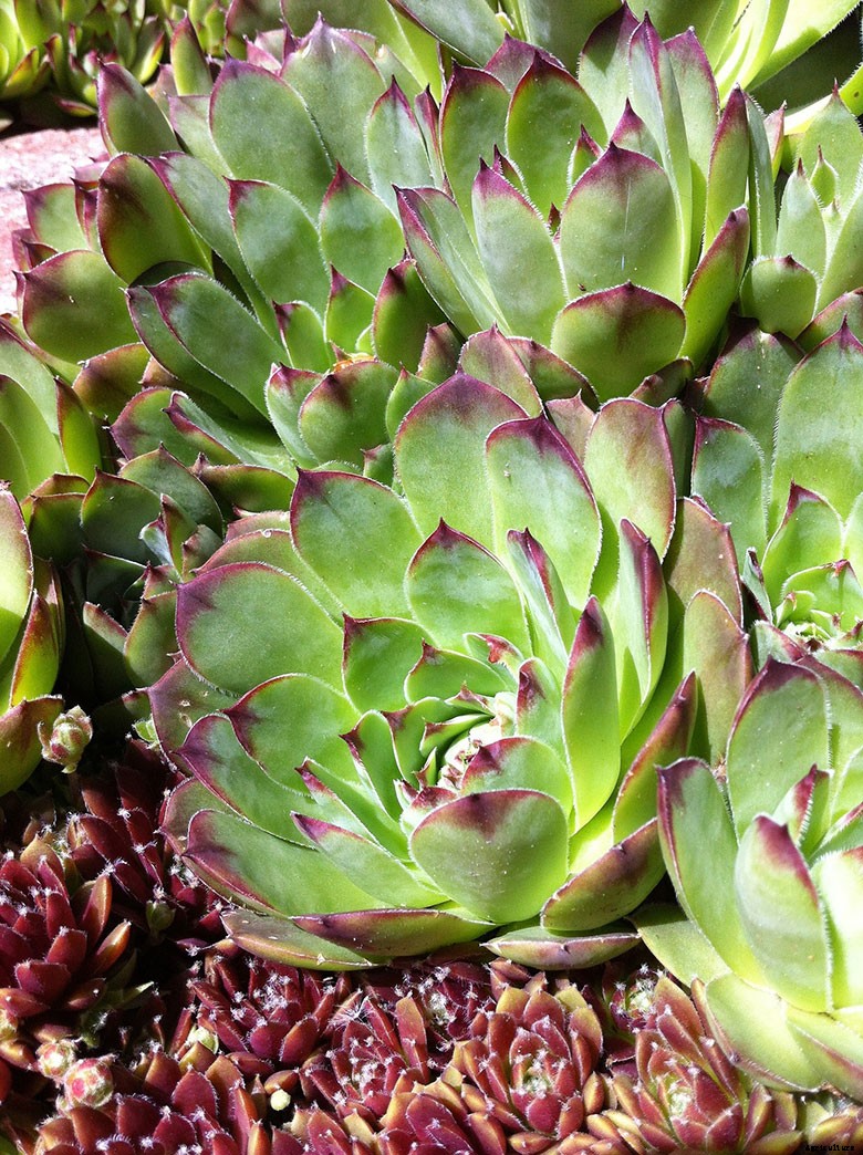 Top 6 Indoor Succulents and How to Care For Them
