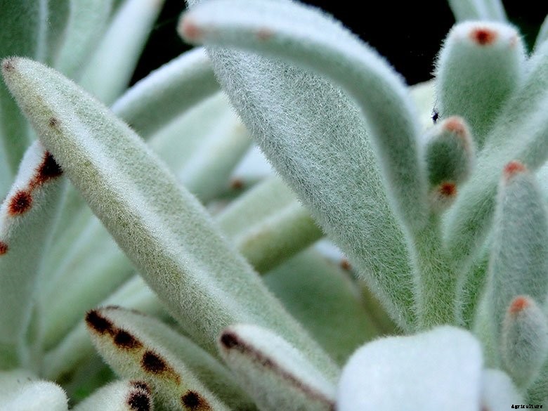 Top 6 Indoor Succulents and How to Care For Them