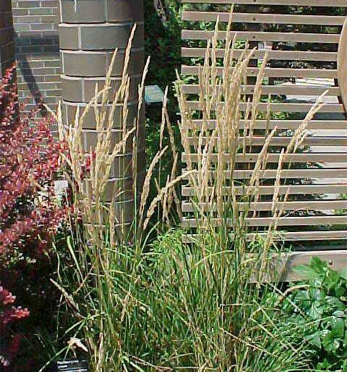 30+ Ornamental Grasses and How To Grow Them