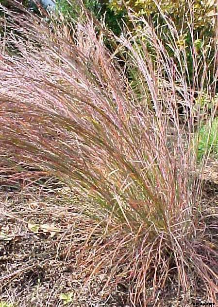 30+ Ornamental Grasses and How To Grow Them