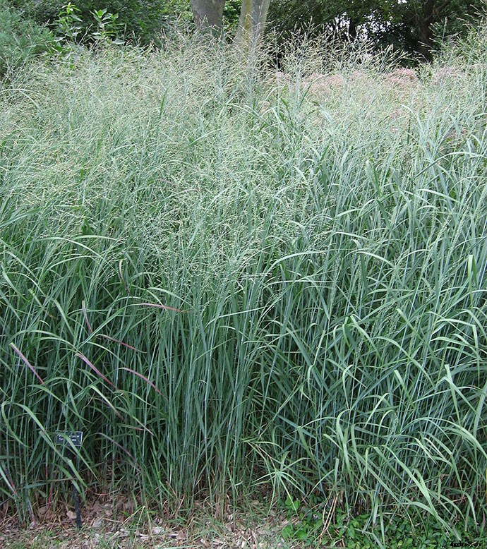 30+ Ornamental Grasses and How To Grow Them