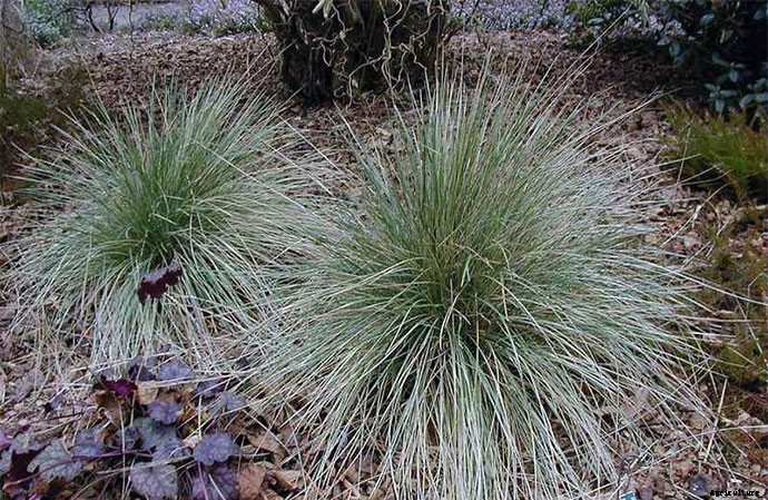 30+ Ornamental Grasses and How To Grow Them