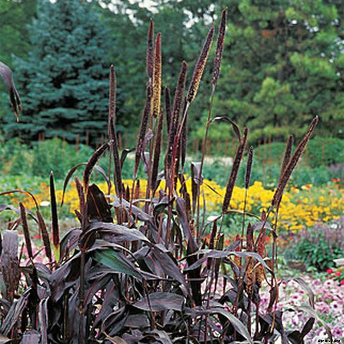 30+ Ornamental Grasses and How To Grow Them