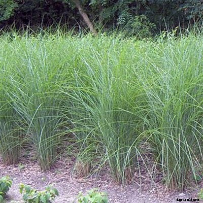30+ Ornamental Grasses and How To Grow Them