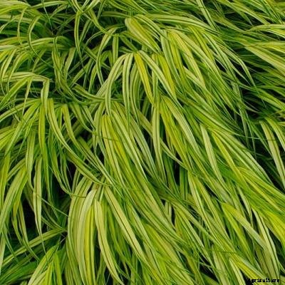 30+ Ornamental Grasses and How To Grow Them