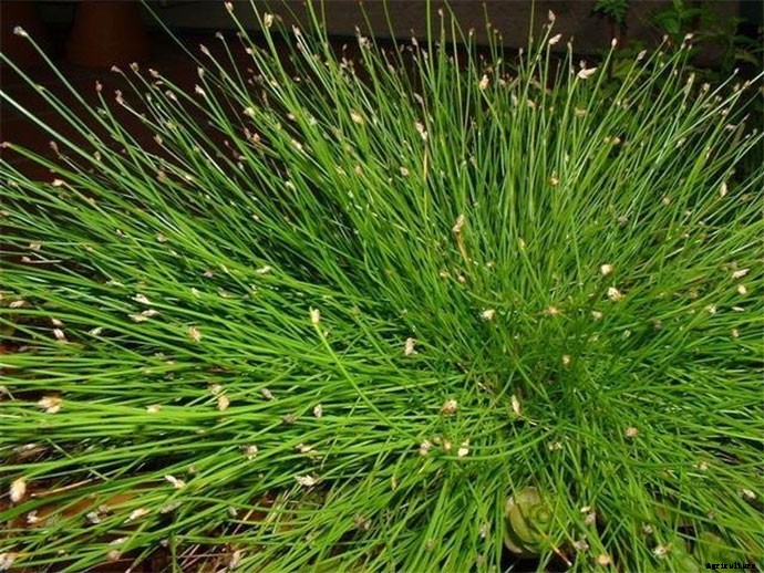 30+ Ornamental Grasses and How To Grow Them