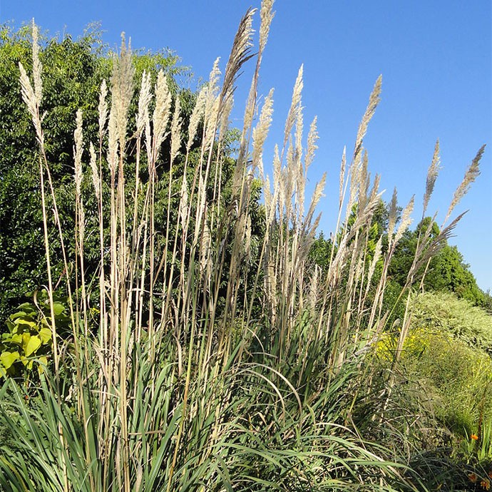 30+ Ornamental Grasses and How To Grow Them
