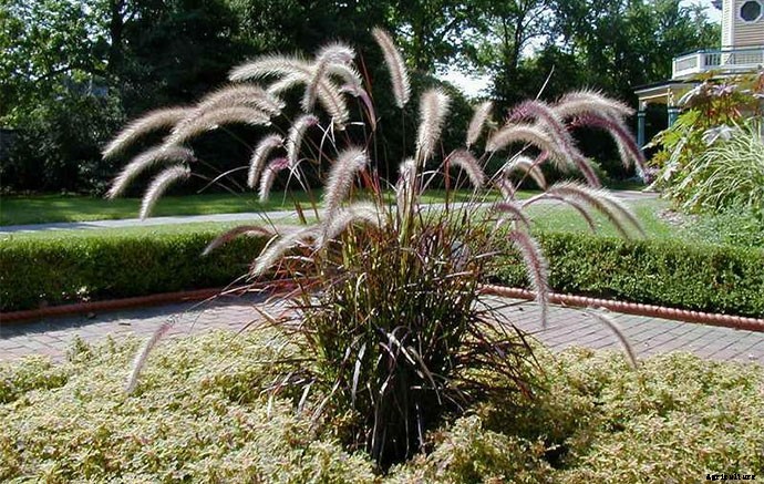 30+ Ornamental Grasses and How To Grow Them