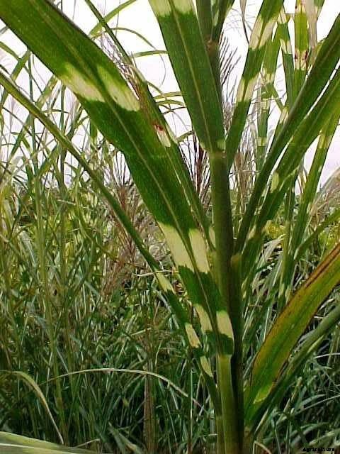 30+ Ornamental Grasses and How To Grow Them