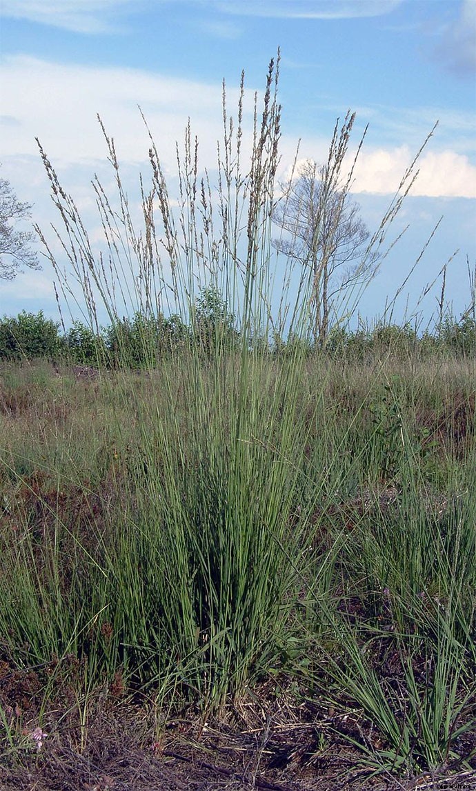 30+ Ornamental Grasses and How To Grow Them