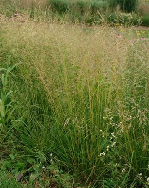 30+ Ornamental Grasses and How To Grow Them