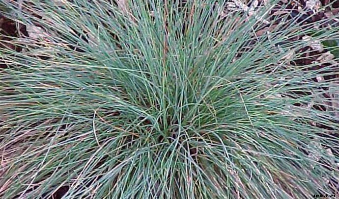 30+ Ornamental Grasses and How To Grow Them