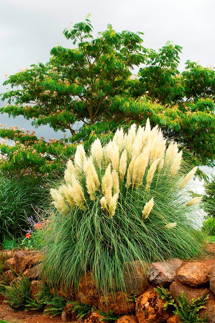 30+ Ornamental Grasses and How To Grow Them