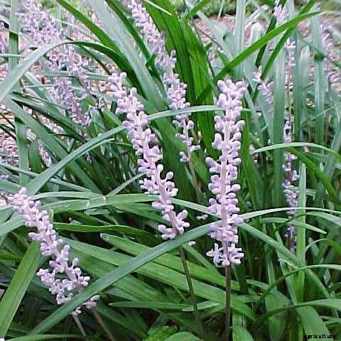 30+ Ornamental Grasses and How To Grow Them