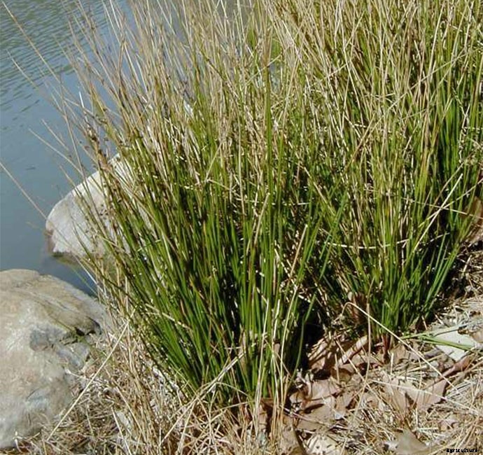 30+ Ornamental Grasses and How To Grow Them