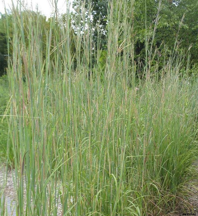 30+ Ornamental Grasses and How To Grow Them