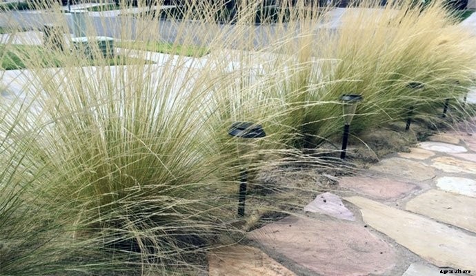 30+ Ornamental Grasses and How To Grow Them