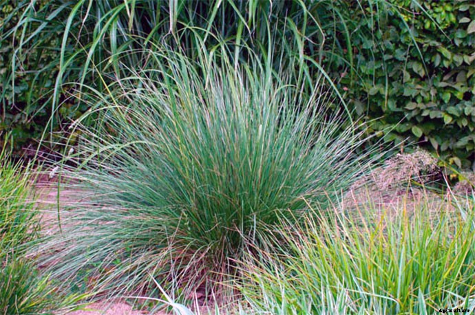 30+ Ornamental Grasses and How To Grow Them