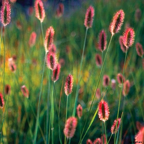 30+ Ornamental Grasses and How To Grow Them