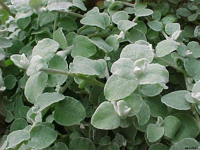 30+ Ornamental Grasses and How To Grow Them