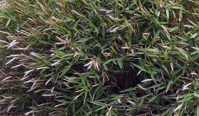 30+ Ornamental Grasses and How To Grow Them