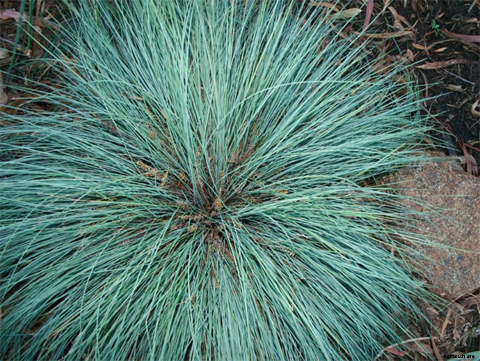 30+ Ornamental Grasses and How To Grow Them