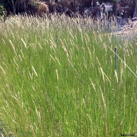 30+ Ornamental Grasses and How To Grow Them